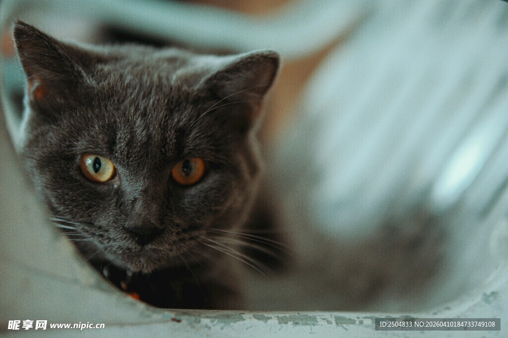 灰猫凝视