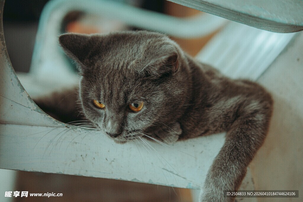 慵懒猫咪惬意趴坐