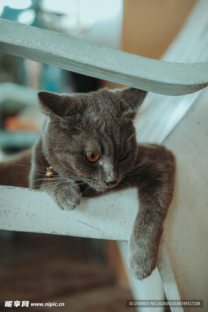 慵懒猫咪惬意趴椅边