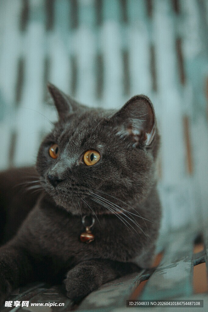 黑猫侧卧 眼神灵动