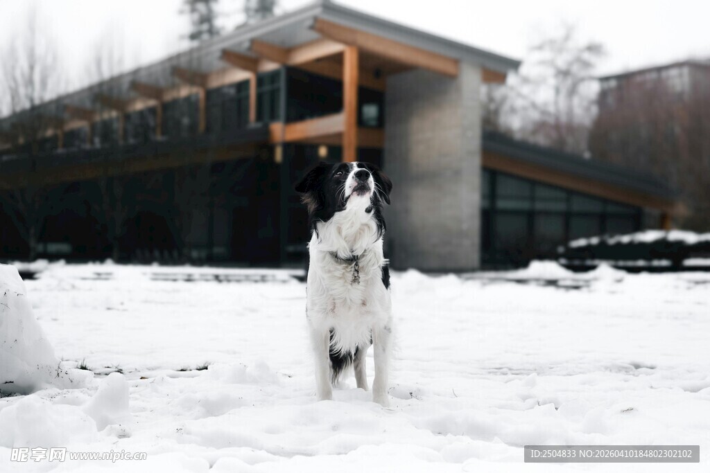 雪地中站立的狗狗