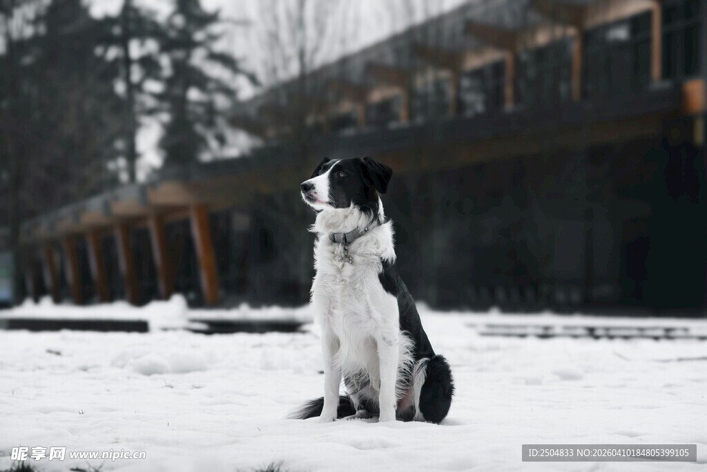 雪地中坐立的黑白狗狗