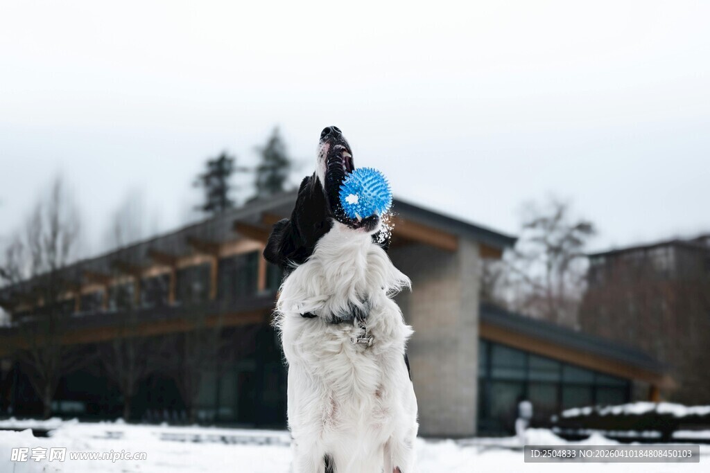 雪地中人与狗的欢乐互动