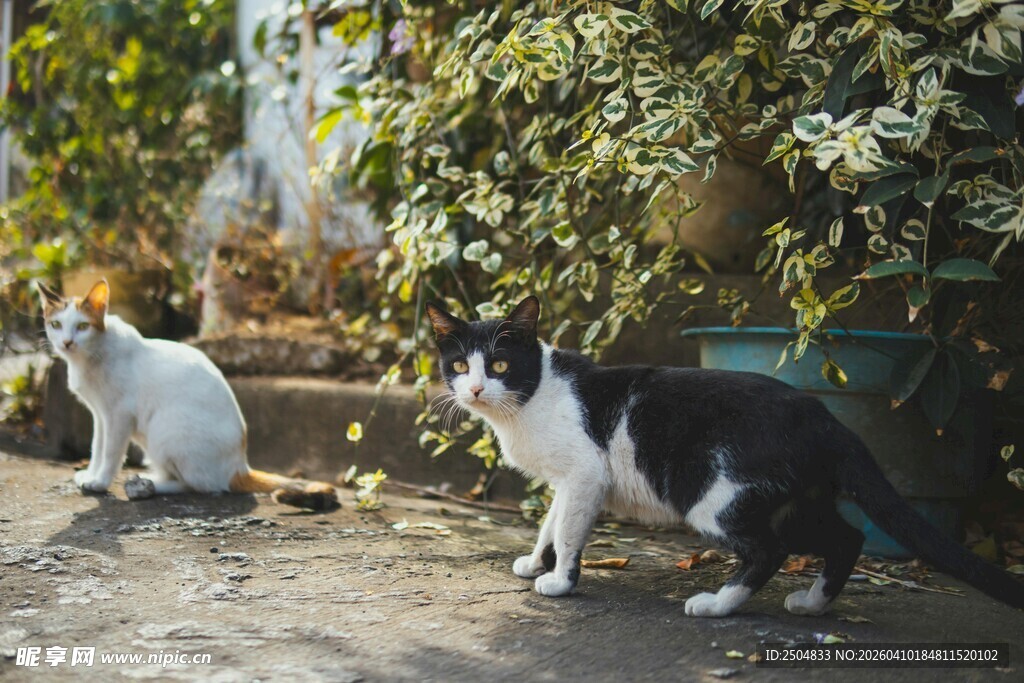 户外可爱猫咪群聚