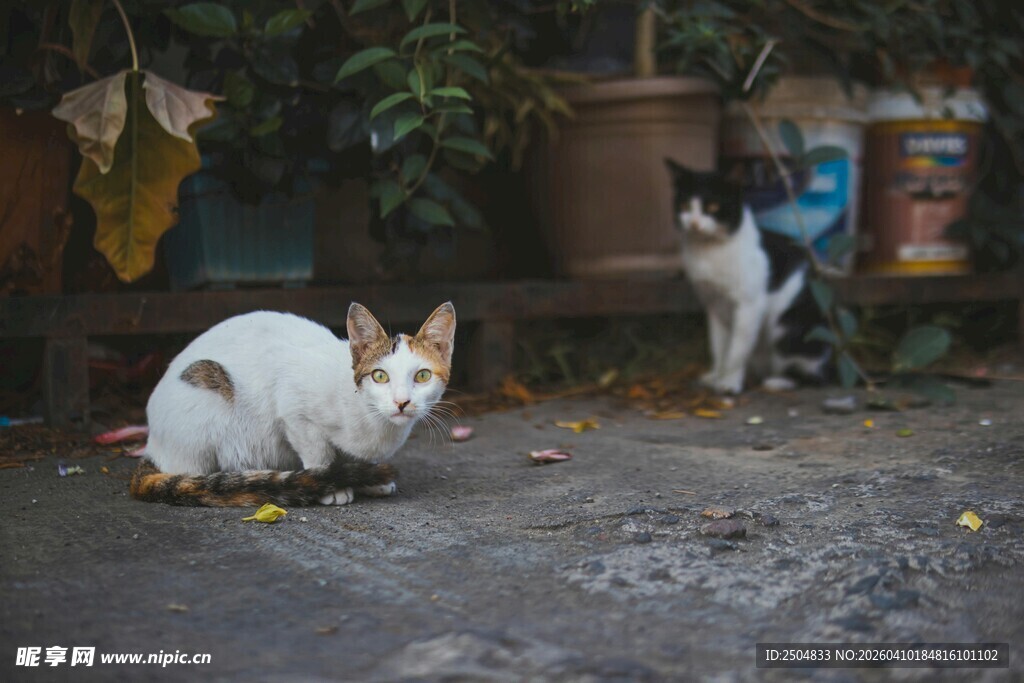 户外休憩的几只可爱猫咪