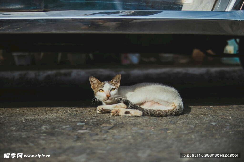 路边休憩的小猫