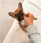 人与萌趣法斗亲密互动