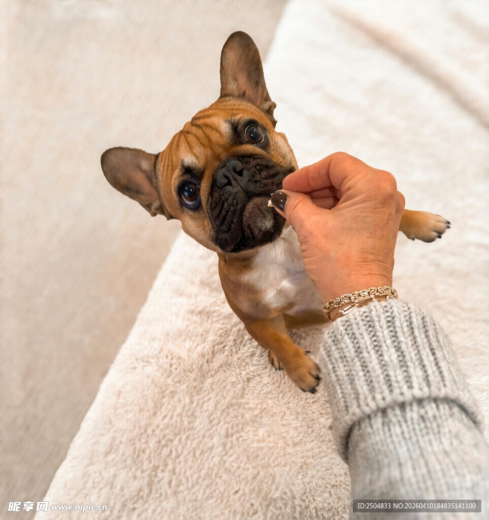 人与萌趣法斗亲密互动