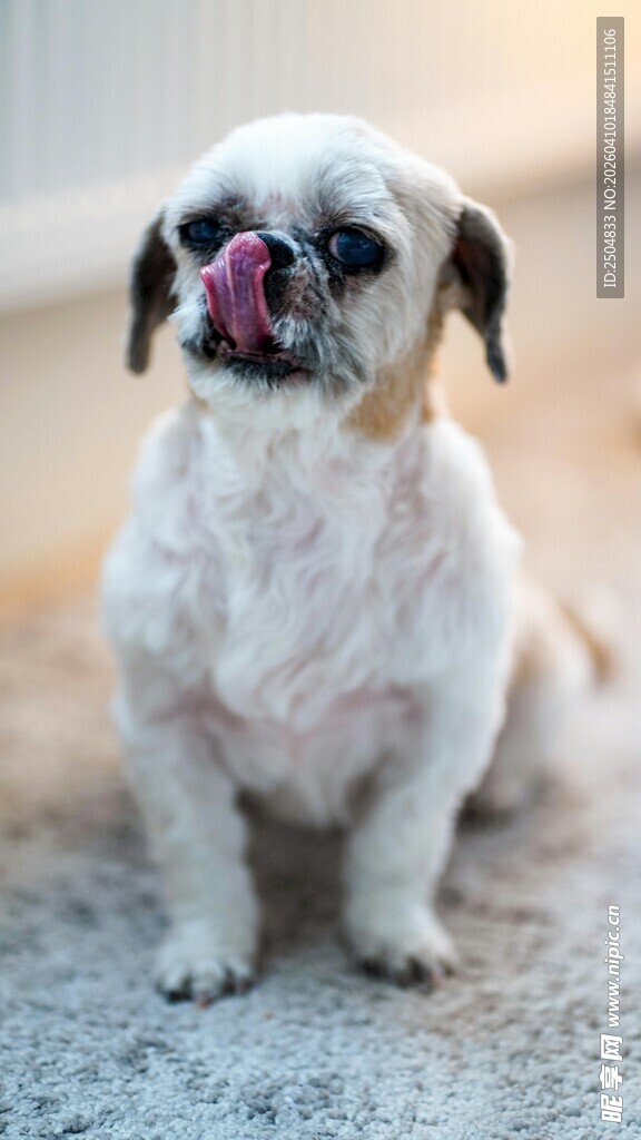 吐舌小狗的可爱瞬间