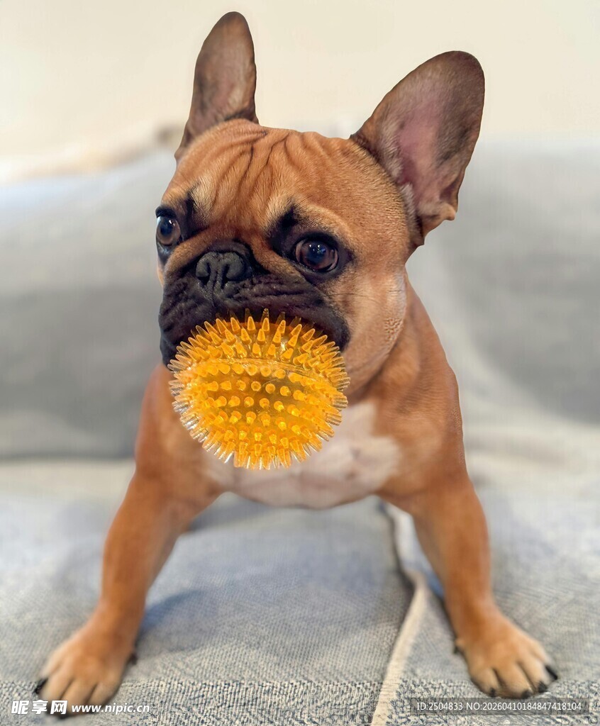 法斗叼着球玩耍