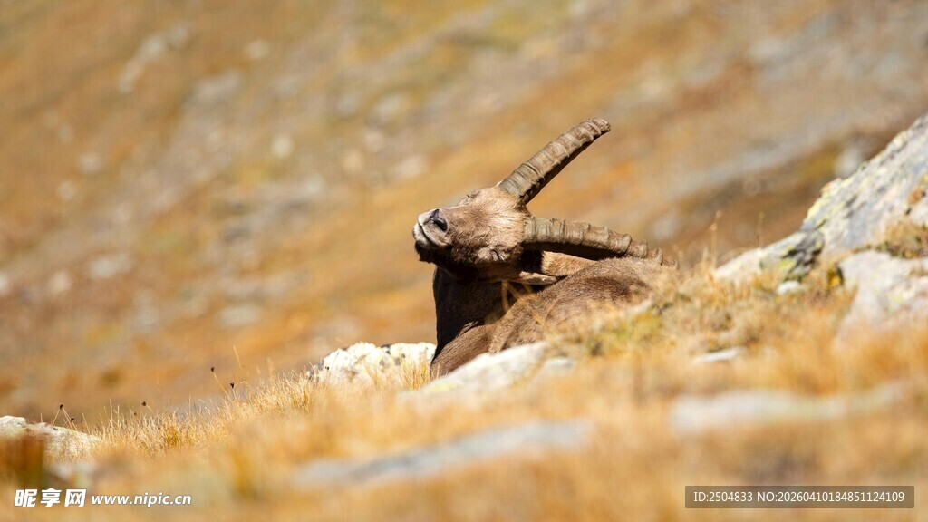山间休憩的羚羊