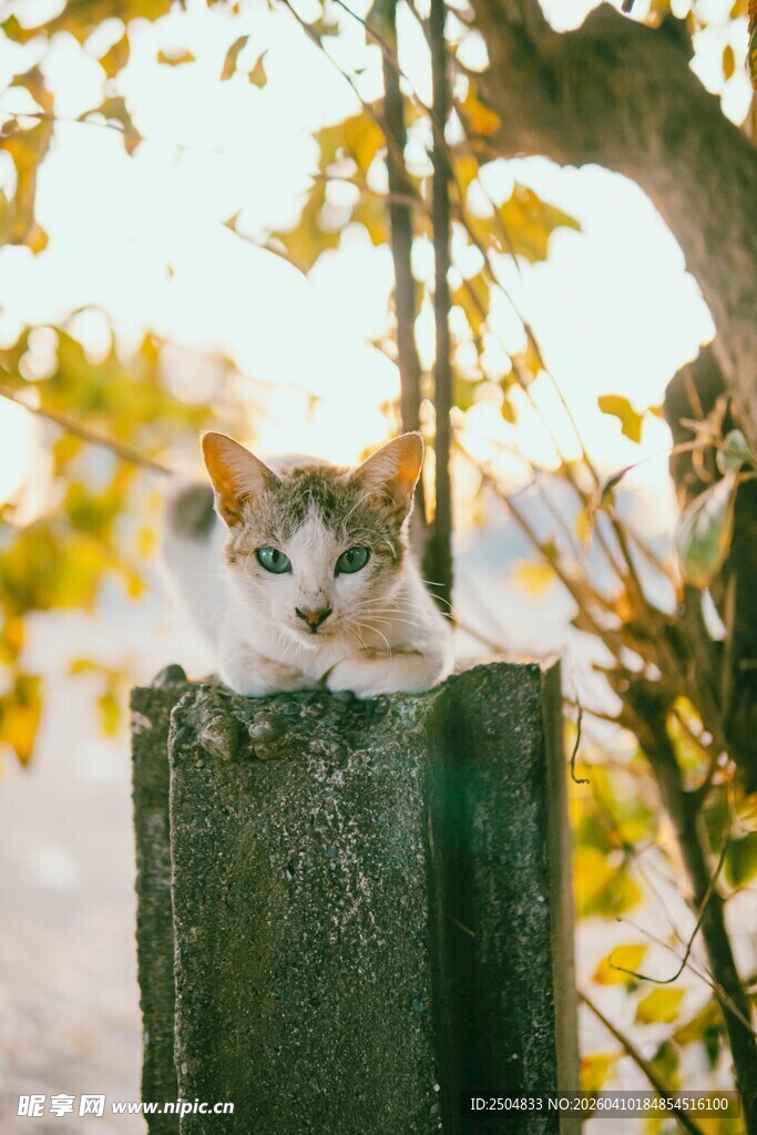 慵懒猫咪趴于秋日木桩