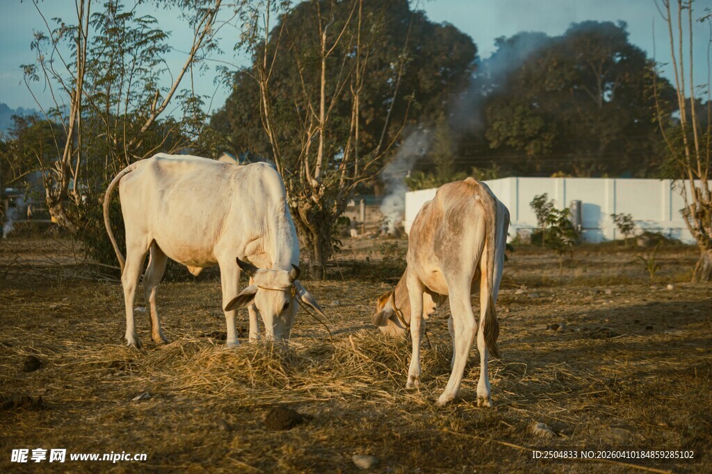 田野中母牛与小牛在吃草