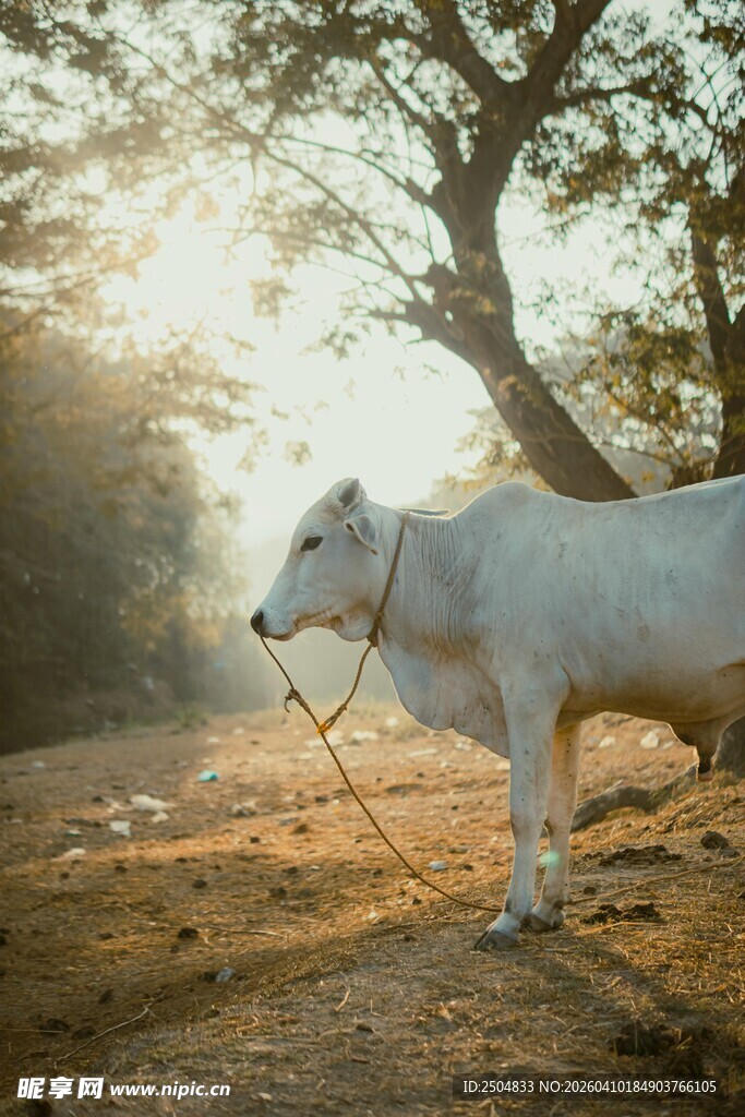 阳光下的白牛与大树