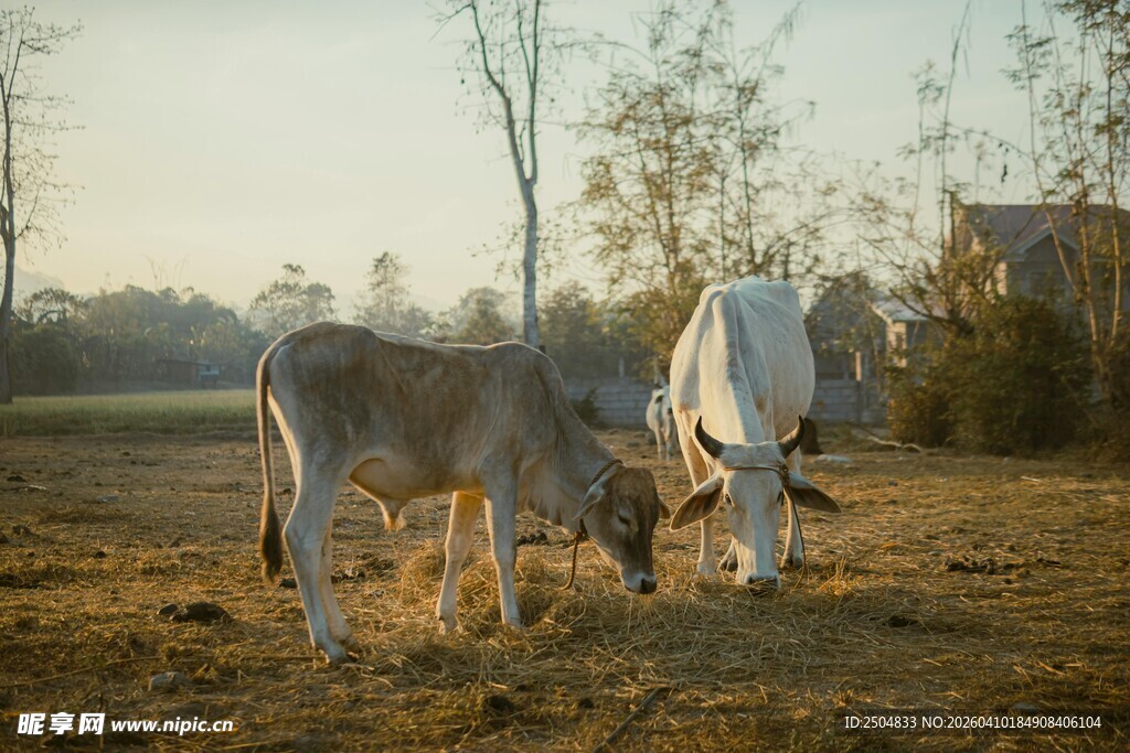田野中两头牛悠闲吃草
