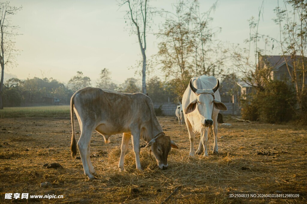 田野中牛与劳作的人物
