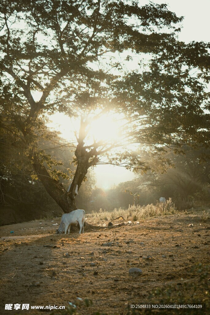 夕阳下树下的孤独身影