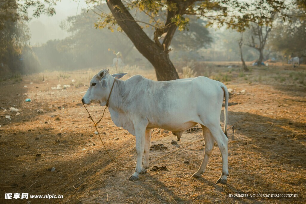 阳光下的白色耕牛
