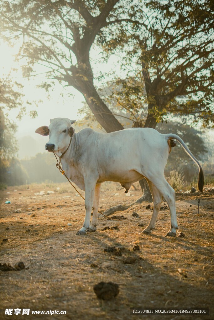 阳光下的白牛