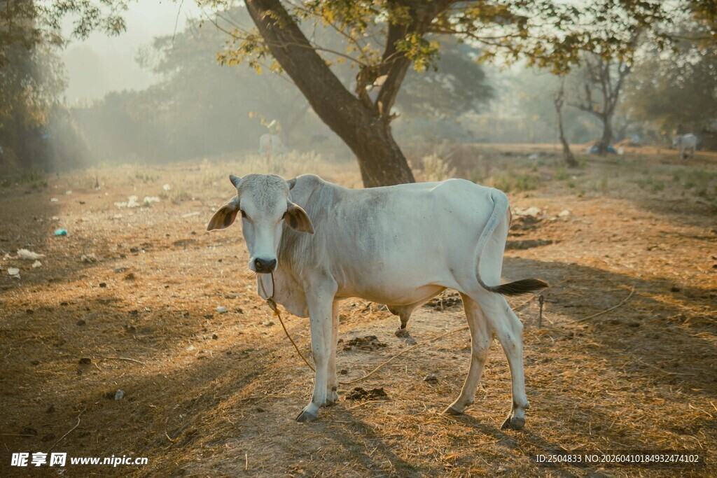 树下的白牛