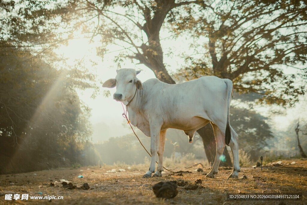 树下白牛沐浴晨光