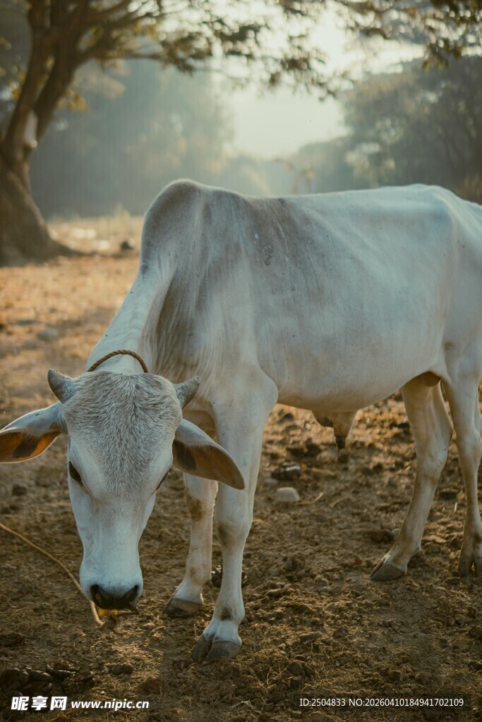 田野中的白色耕牛