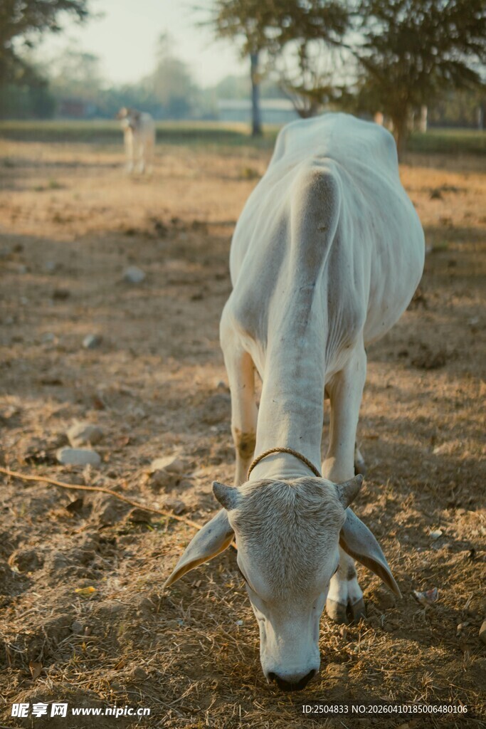 田野中低头吃草的白牛