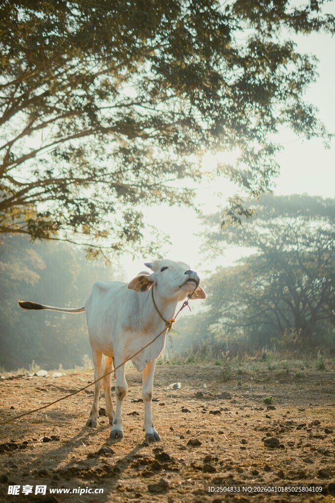 树下牛站立的田园景象