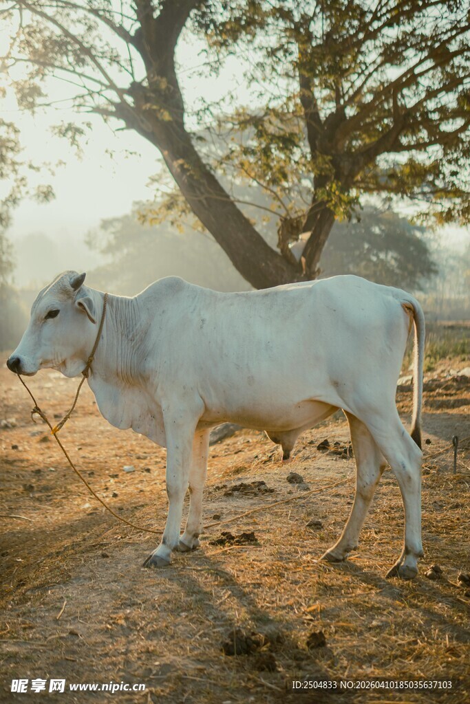 树下的白牛