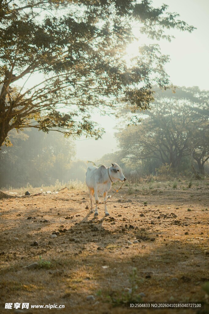 林间晨光中的静谧场景
