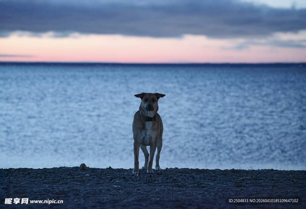 海边孤犬 凝望远方天际