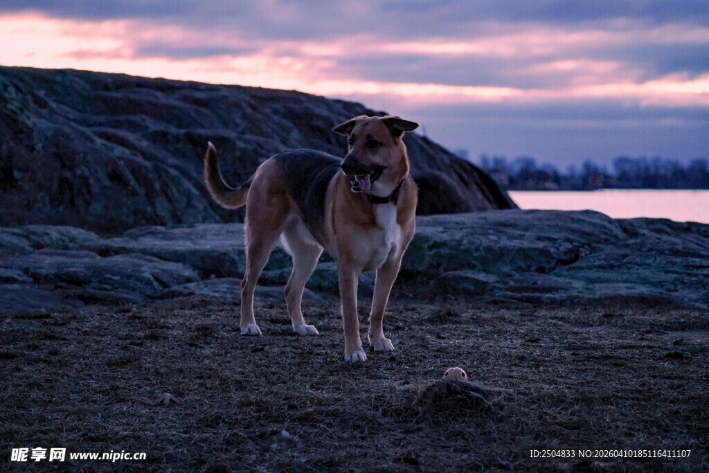 黄昏下站立的狗狗