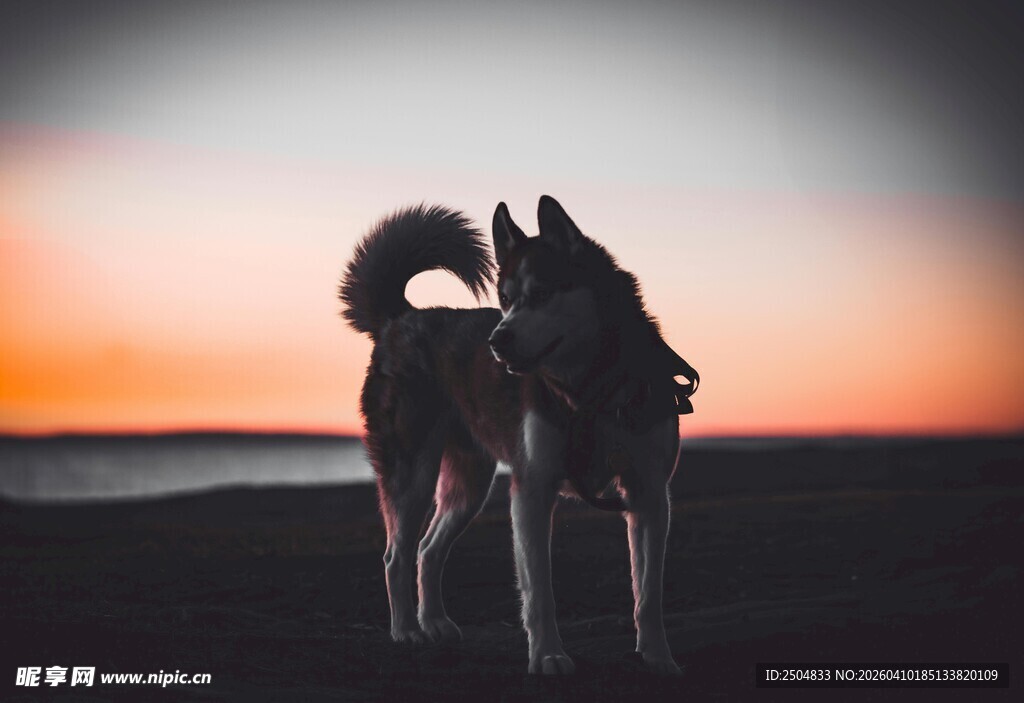 夕阳下人与狗的温馨剪影