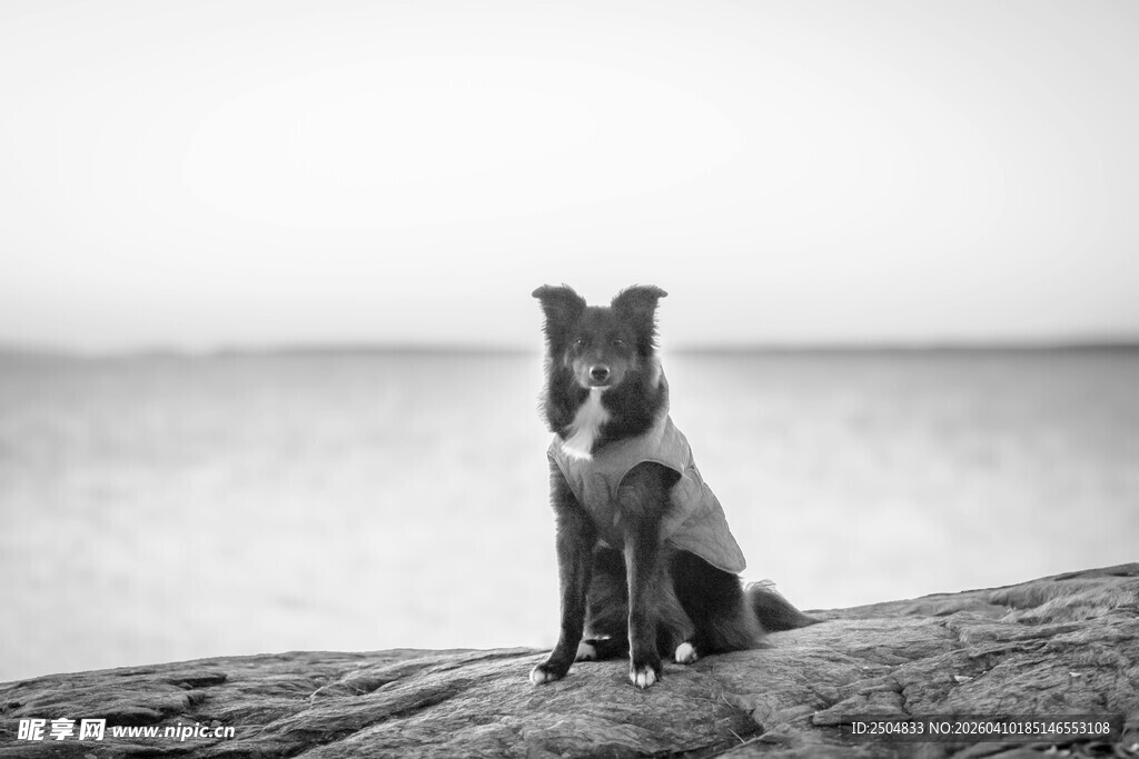 独坐岸边的可爱小狗
