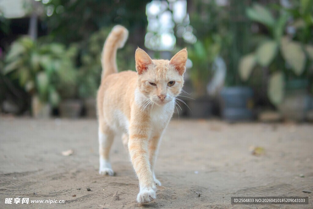 行走的橘猫