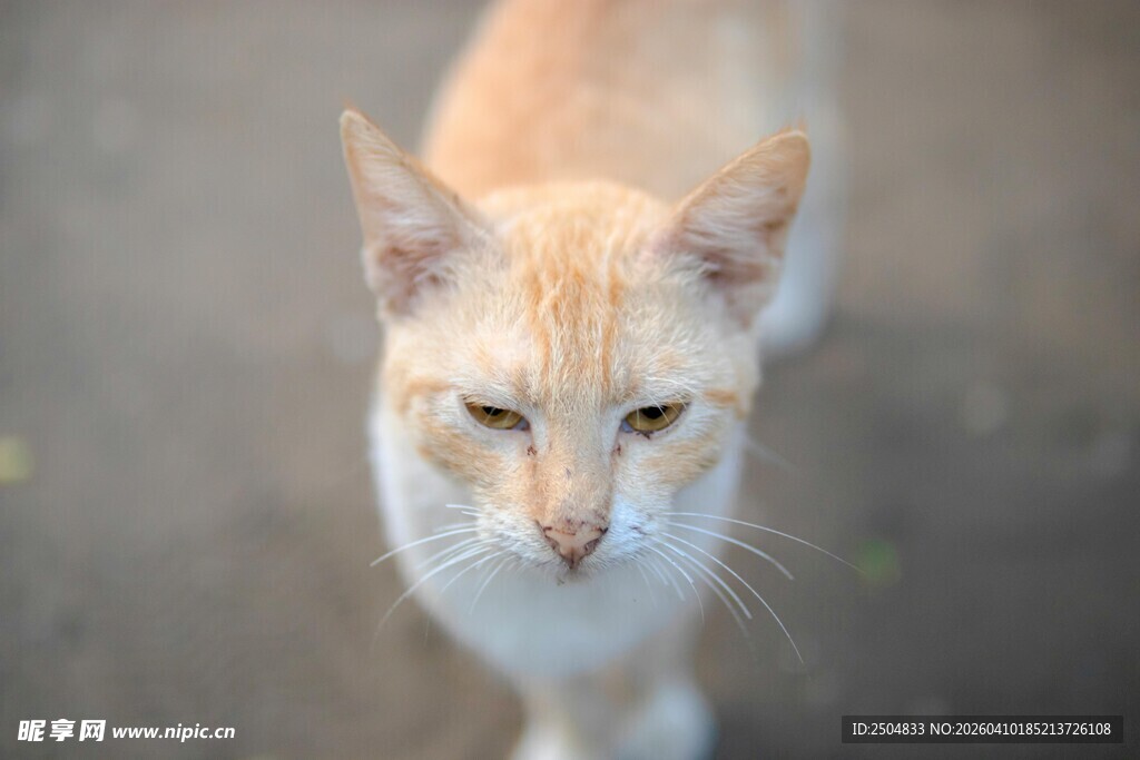 可爱橘白猫咪正面特写