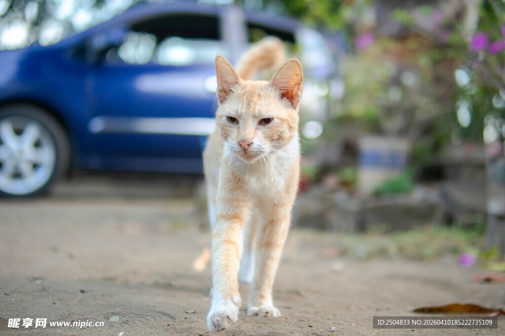 路上行走的可爱猫咪