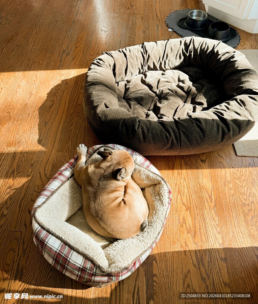 可爱宠物窝中的萌宠