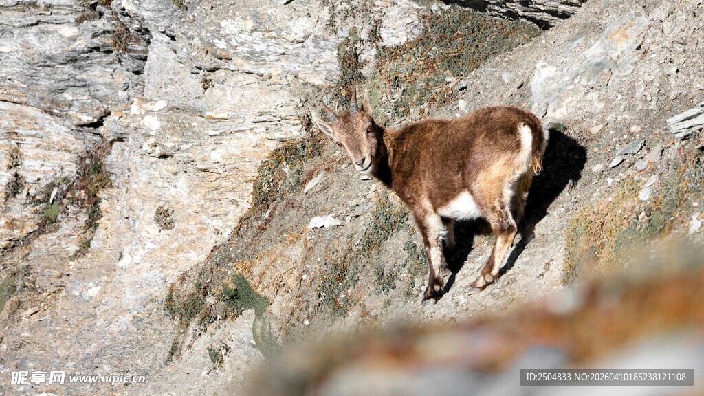 悬崖边的山羊