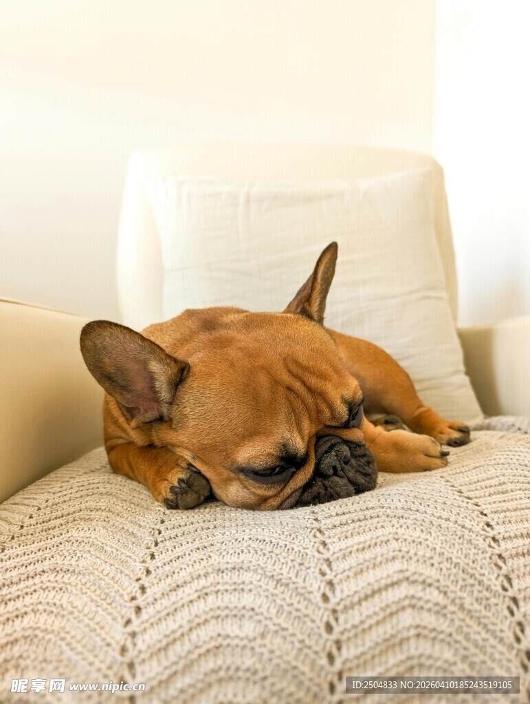 慵懒法斗惬意躺沙发