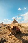  漠中休憩的骆驼与金字塔