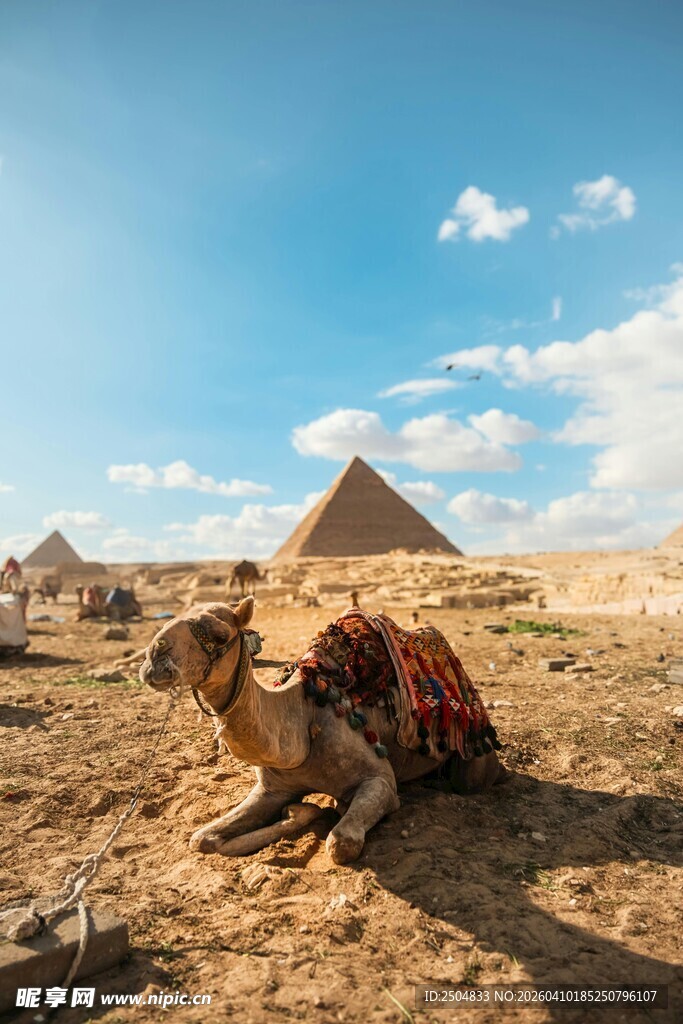  漠中休憩的骆驼与金字塔