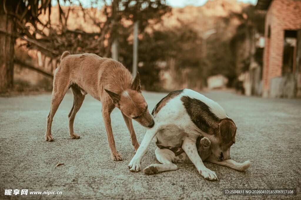两只狗狗亲昵互动瞬间
