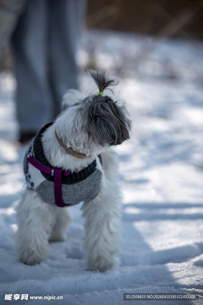 雪地中穿衣服的可爱小狗