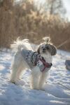 雪地中穿衣服的可爱小狗