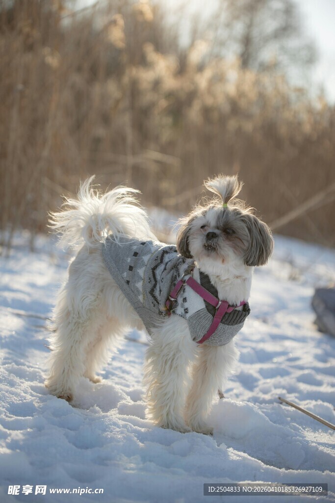 雪地中穿衣服的可爱小狗