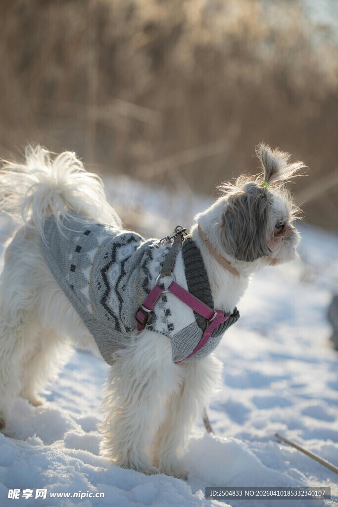 雪地中穿花衣的可爱小狗