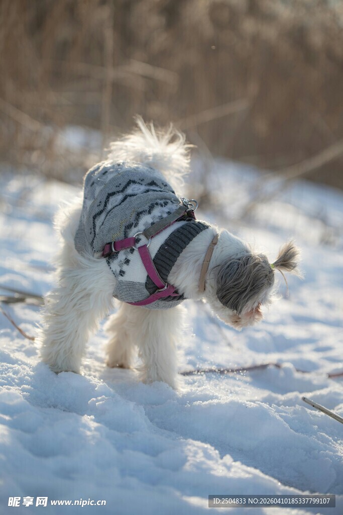 雪地中穿着衣服的可爱小狗
