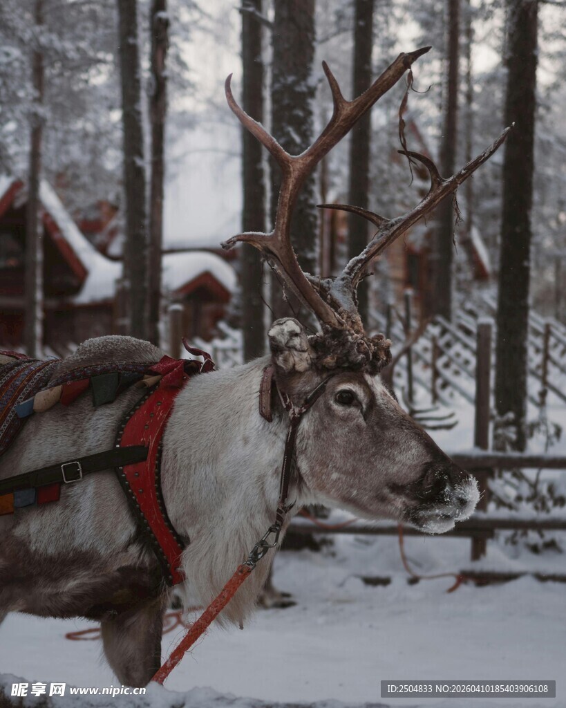 雪地中的驯鹿与木屋