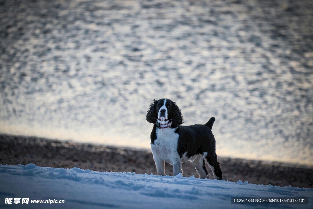 雪地中的黑白小狗